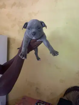 Oferta cachorro pitbull macho en santo domingo y vacuna al dia