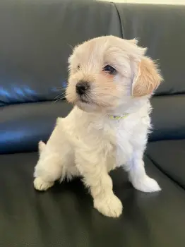 Oferta cachorro shipoo ambos sexo en santo domingo y vacuna