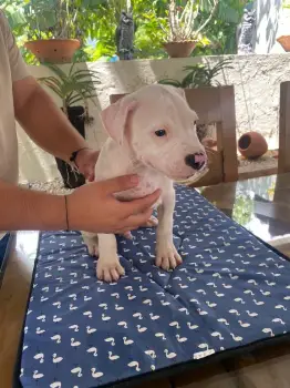 Oferta cachorro dogo argentino hembra y macho en santiago vacunados