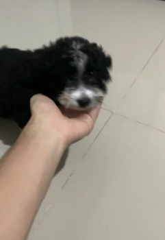 Oferta cachorro shipoo hembra en santo domingo y vacuna al dia