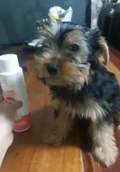 Oferta cachorro yorkie macho en santo domingo y vacunado