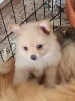 Oferta cachorro pomerania macho en santo domingo con su vacunado