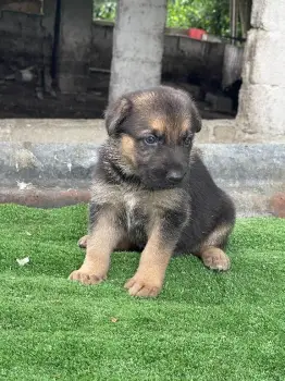 Oferta cachorro pastor aleman macho en santo domingo vacunad