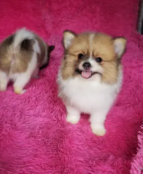 Oferta cachorro pomerania macho en santo domingo con su vacunado