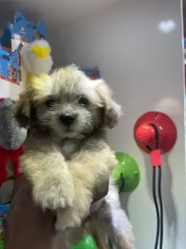 Oferta cachorro shipoo macho en santo domingo y vacunado