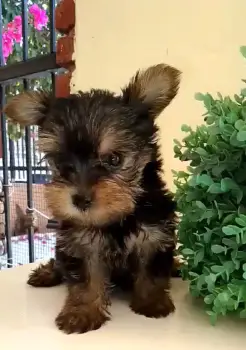 Oferta cachorro yorkie hembra en santo domingo y vacunado