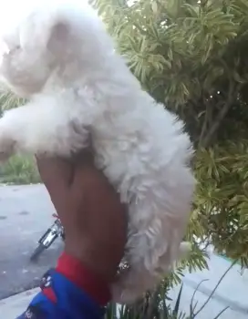 Oferta cachorro maltipoo hembra en santo domingo y vacuna al dia