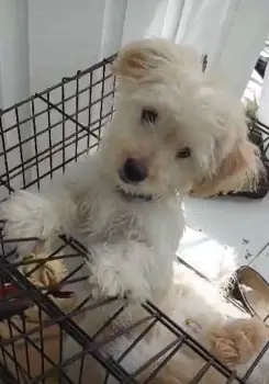 Oferta cachorro maltipoo macho en santo domingo con su vacunas