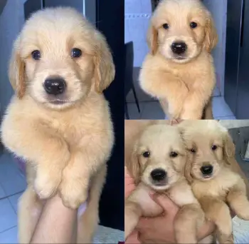 Oferta cachorro golden retriever ambos sexo en santo domingo