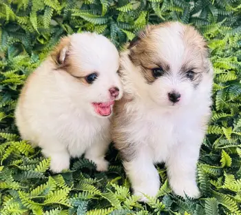 Pomerania hembra y macho - 1 mes - reserva disponible - santo domingo