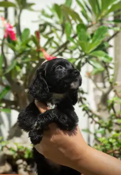 Oferta cachorro cocker spaniel ambos sexo en santo domingo vacuna al d