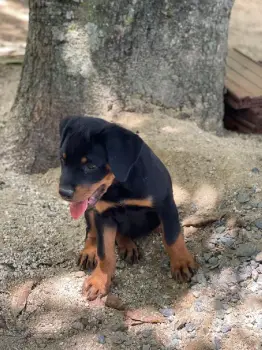 Oferta cachorro rottweiler hembra en santo domingo vacunado