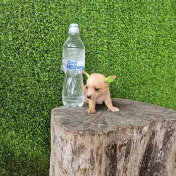 Oferta cachorro chihuahua macho en santo domingo con su vacuna al dia