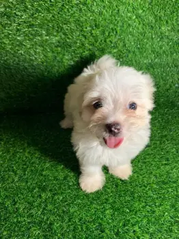 Oferta cachorro maltipoo hembra en santo domingo y vacuna al dia