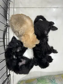 Cachorros peluche en venta