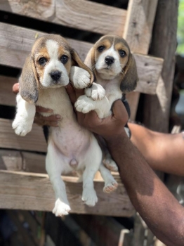 Cachorros beagles