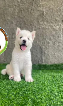 Oferta cachorro husky ambos sexo en santo domingo y vacunado