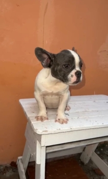 Oferta cachorro bulldog frances blue pied macho en santo domingo y vac