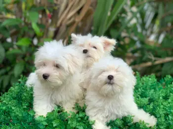 Bichon maltes hembras y machos listos para entregar