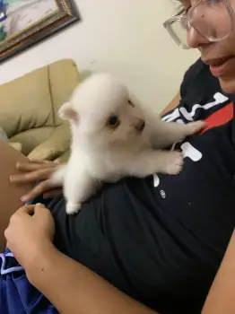 Perros  raza mini pomerania