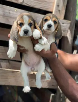 Beagle ambos sexos