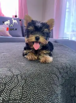 Yorkie mini toy ambos sexos