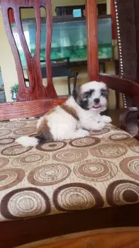 Oferta cachorro shih tzu hembra en santo domingo y vacunado