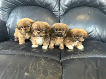 Oferta cachorro pekines ambos sexo en santo domingo vacunado