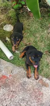 Oferta cachorro rottweiler macho en santo domingo y vacunados