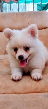 Oferta cachorro pomerania macho en santo domingo con su vacunado