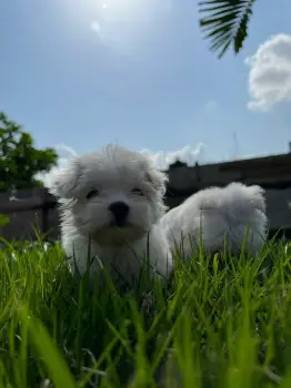 Oferta cachorro maltes hembra en santo domingo con su vacuna