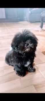 Oferta cachorro shih tzu macho en santo domino y vacunados