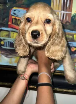 Oferta cachorro cocker spaniel macho en santo domingo vacuna