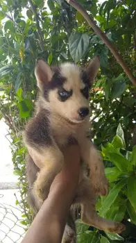 Oferta cachorro husky ambos sexo en santo domingo y vacunado