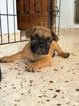 Oferta cachorro bulldog frances macho en santo domingo y vacunado