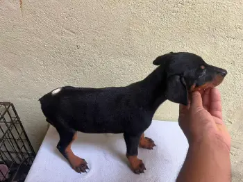 Oferta cachorro doberman ambos sexo en santo domingo vacunados