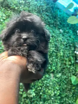 Oferta cachorro shipoo ambos sexo en santo domingo y vacuna