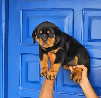 Oferta cachorro rottweiler ambos sexo linea alemana con pedigri akc en