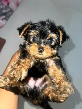 Oferta cachorro yorkie macho en santo domingo y vacunado