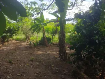 Se vende bonita tierra en el ingenio bonao es una finca de 36 tareas d