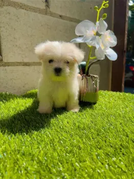 Oferta cachorro maltipoo macho en santo domingo con su vacunas