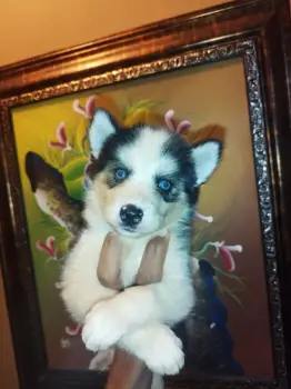 Oferta cachorro husky ambos sexo en santo domingo y vacunado