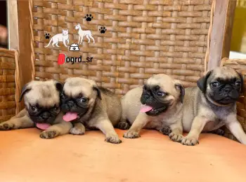 Pug ambos sexos