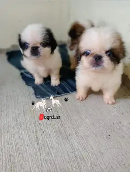 Pekinés ambos sexos