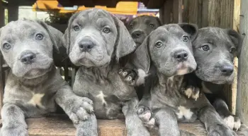 Cane corso con pedigree ambos sexos