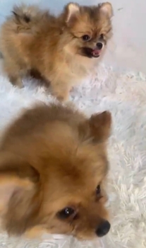 Oferta cachorro pomerania macho en santo domingo con su vacuna