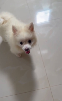 Oferta cachorro pomerania ambos sexo en santo domingo y vacunado