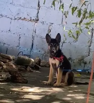 Oferta cachorro pastor aleman macho en santo domingo vacunado