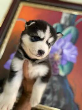 Oferta cachorro husky ambos sexo en santo domingo y vacunado