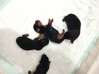 Perros yorkie terries varones